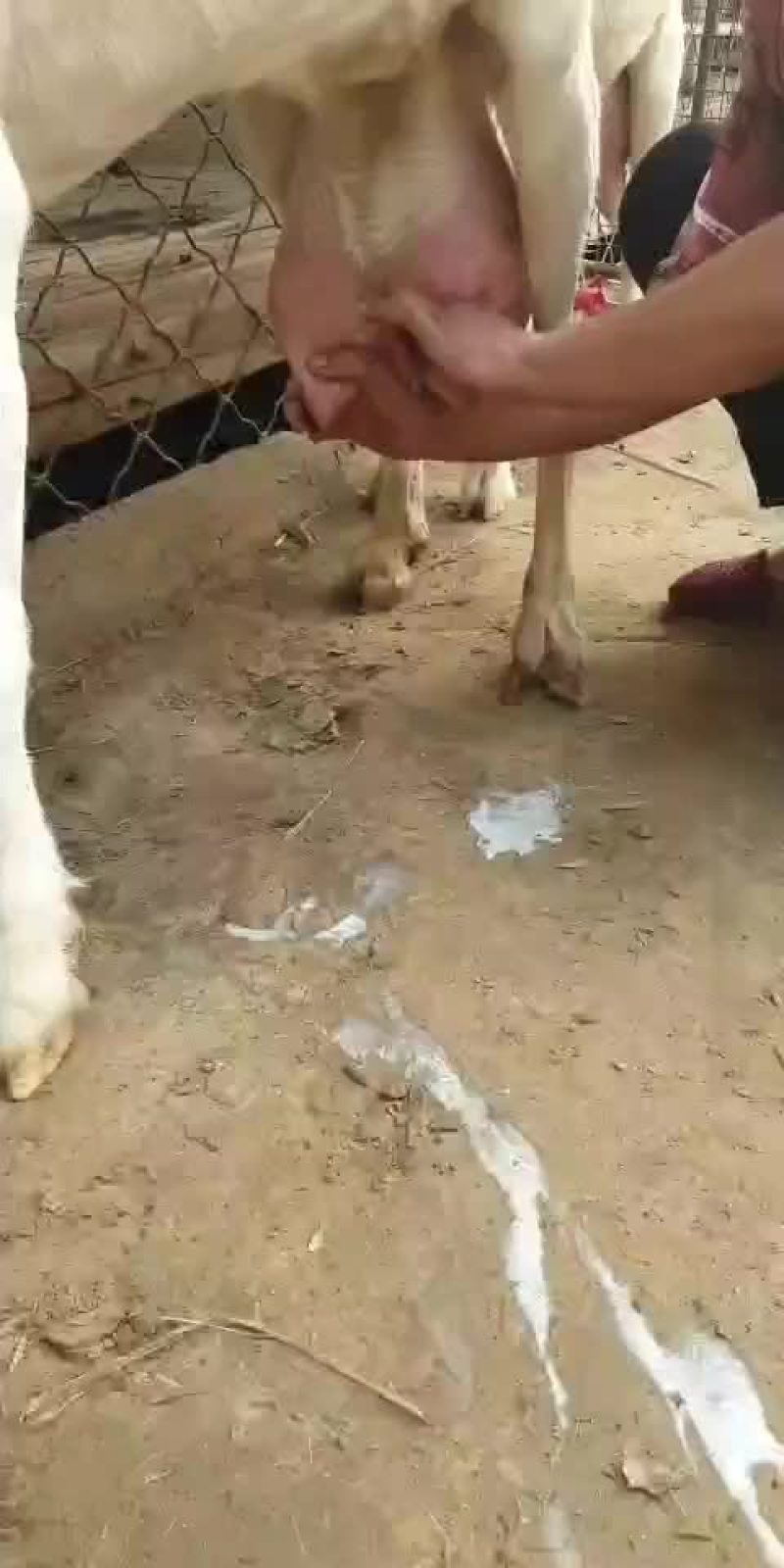 纯种小尾寒羊头胎怀孕母羊，免费送货，可以货到付款，送打草