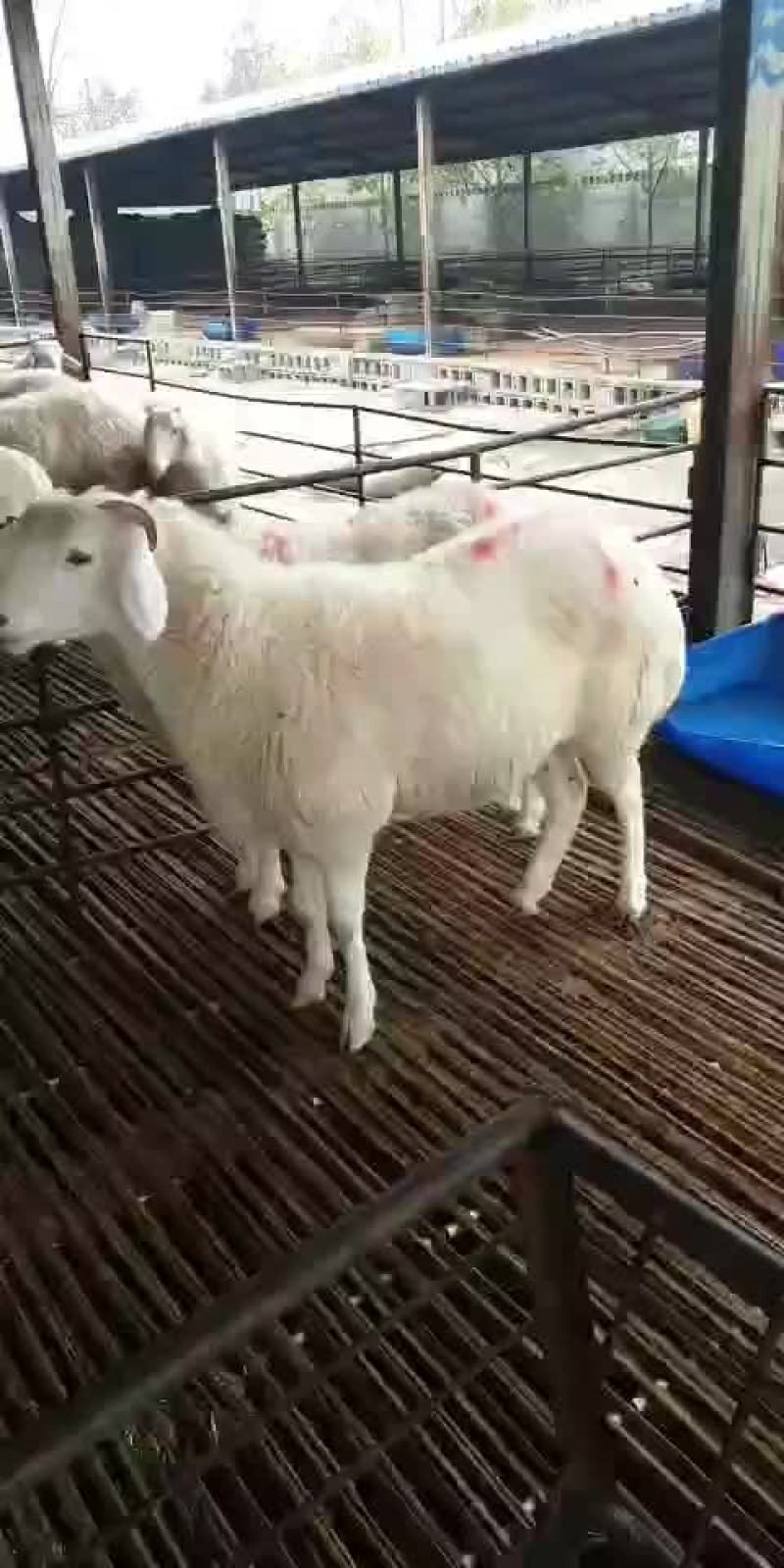 纯种小尾寒羊头胎怀孕母羊，免费送货，可以货到付款，送打草