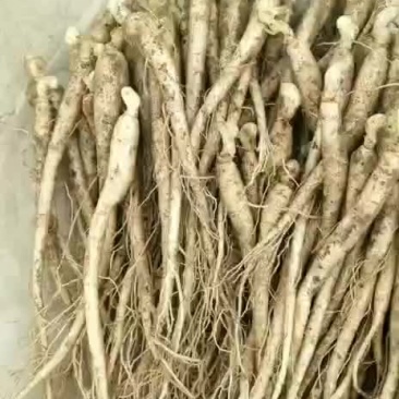 小鲜参