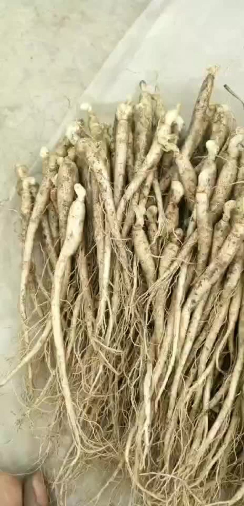 小鲜参