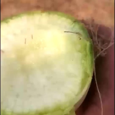 萝卜