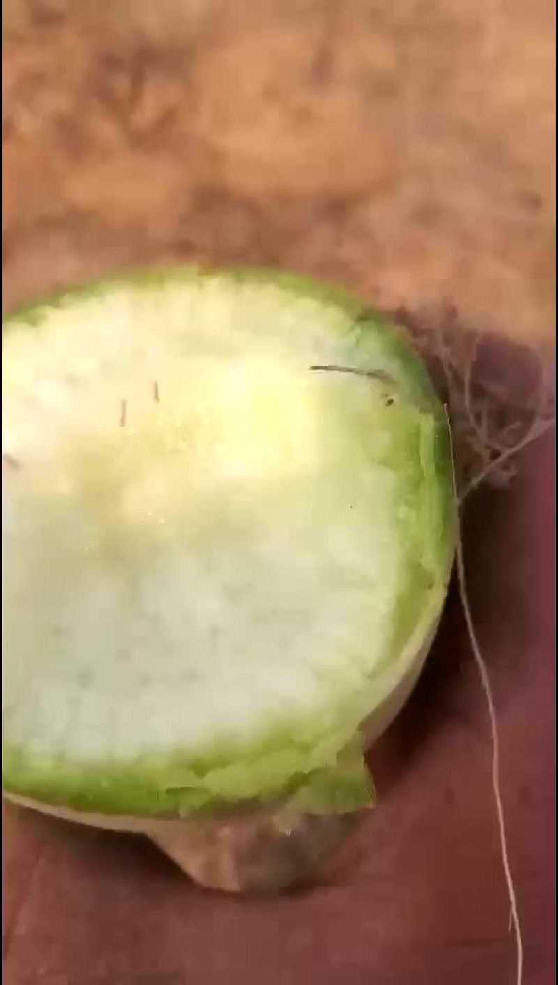 萝卜