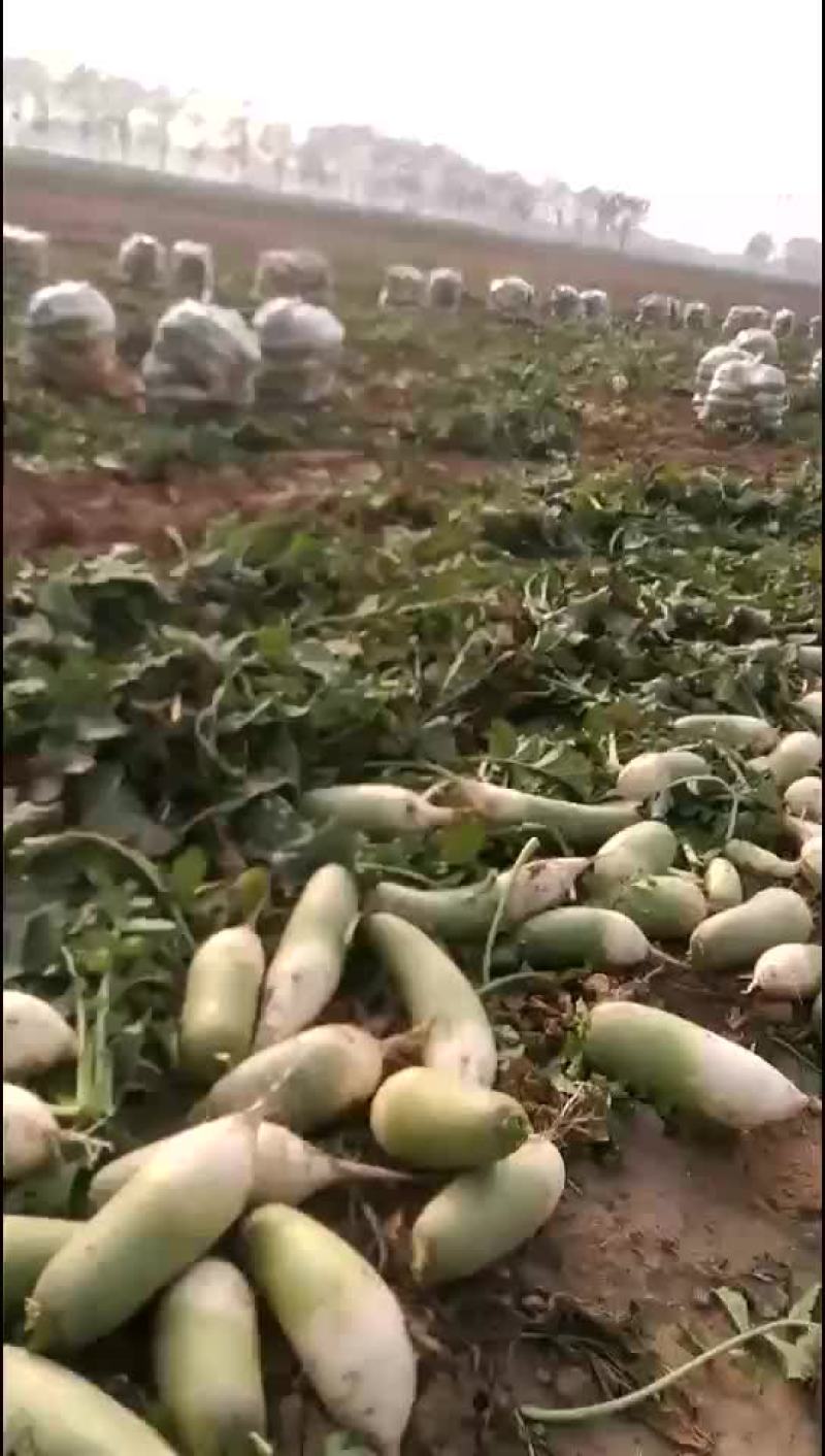 萝卜
