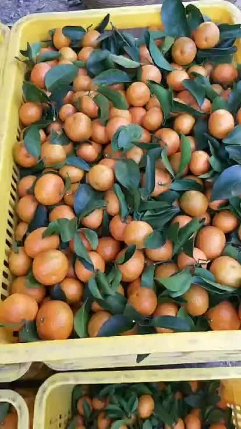 沙糖桔