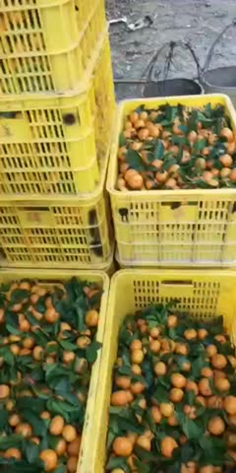 沙糖桔