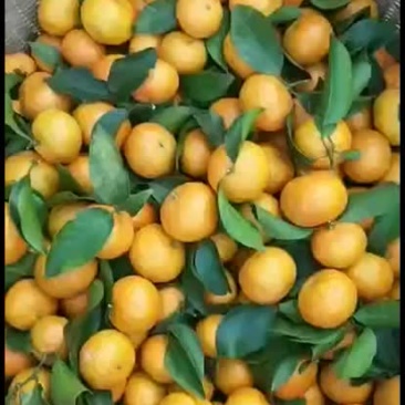 沙糖桔