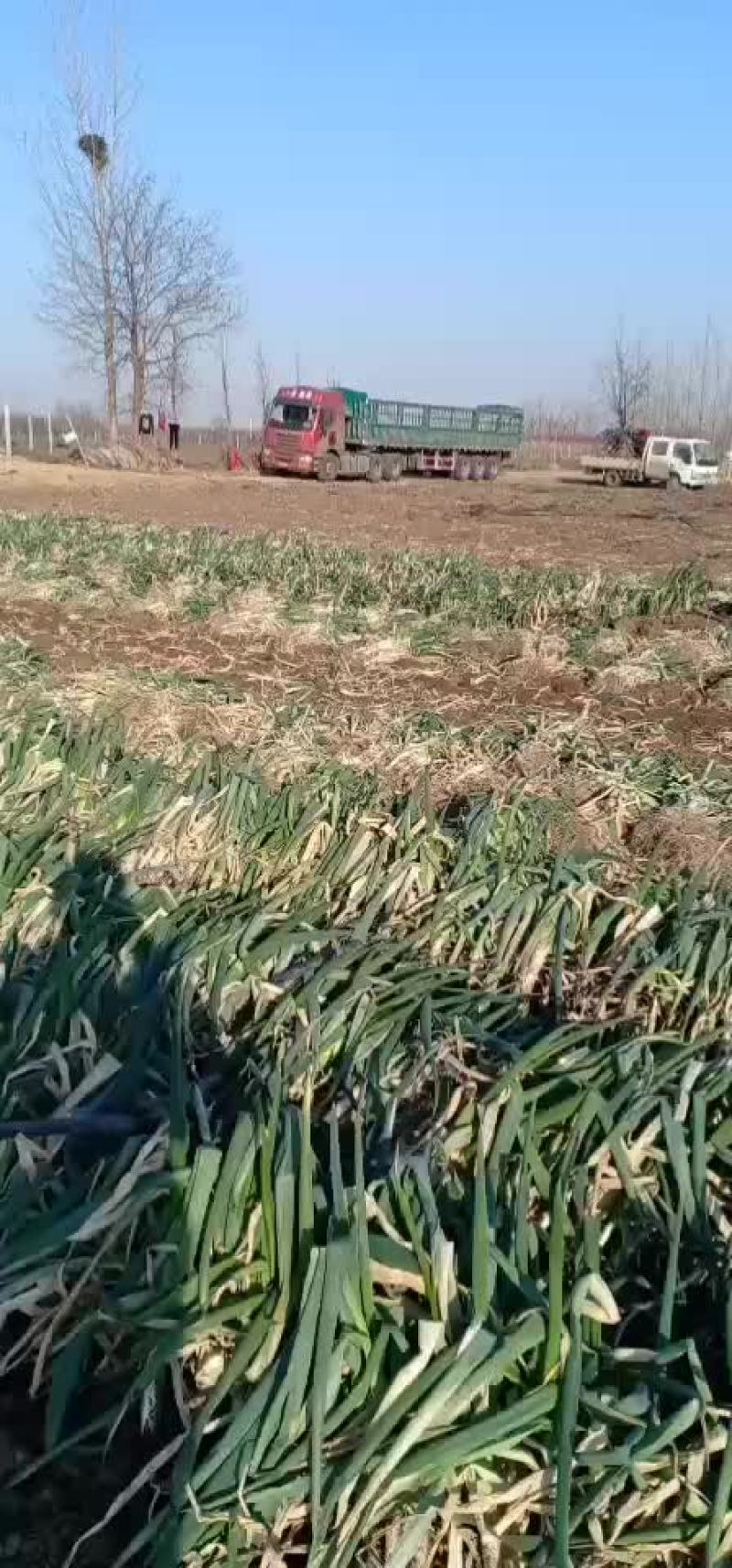 大葱