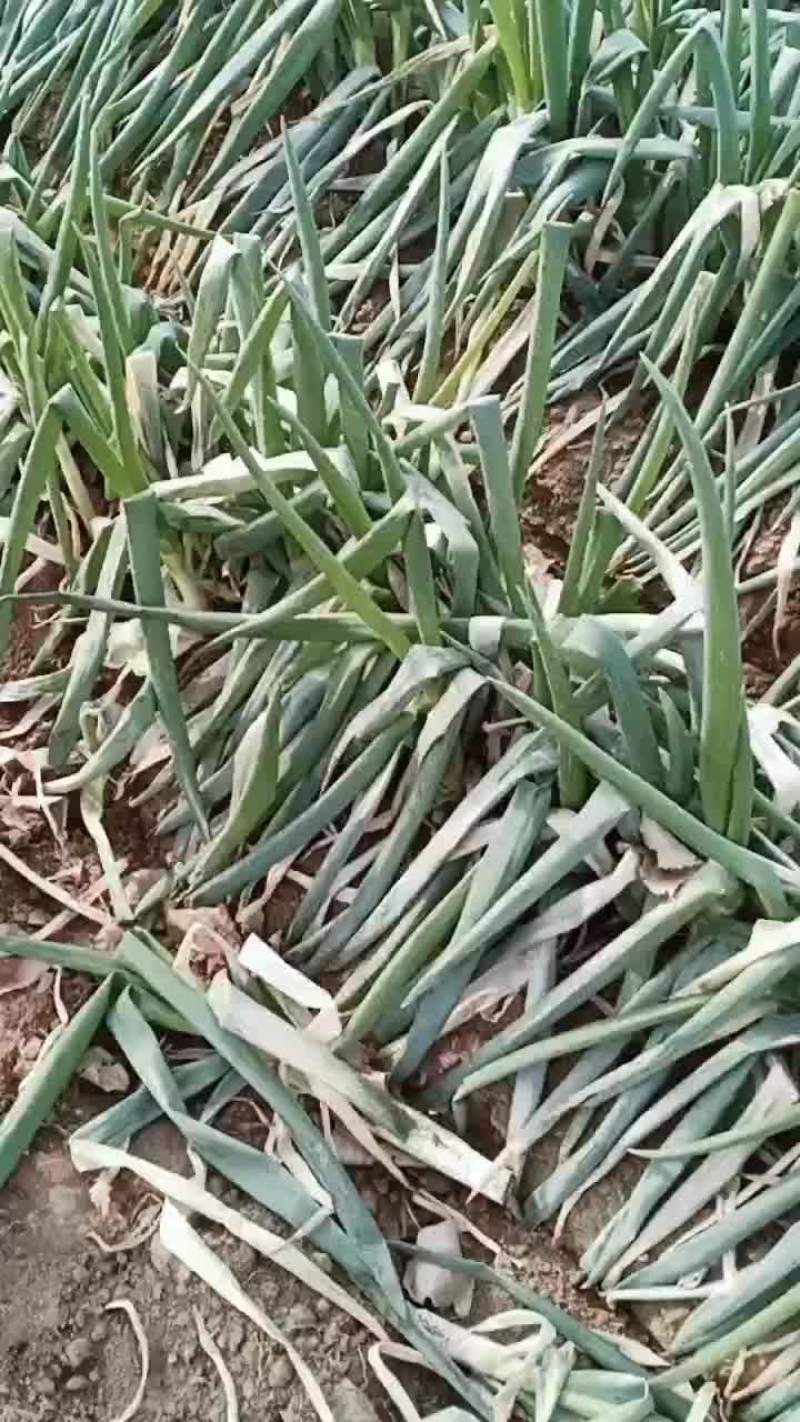 大葱