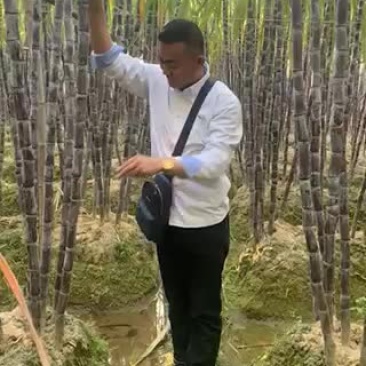 甘蔗