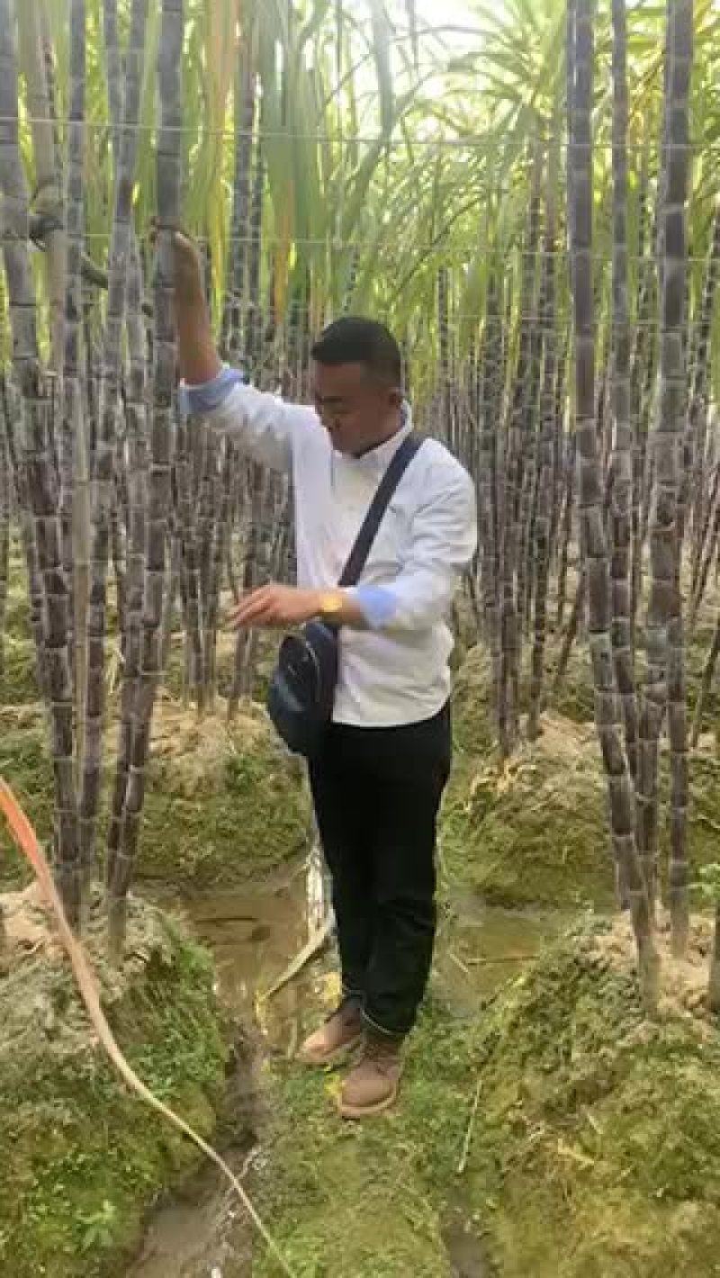 甘蔗