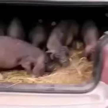 母猪