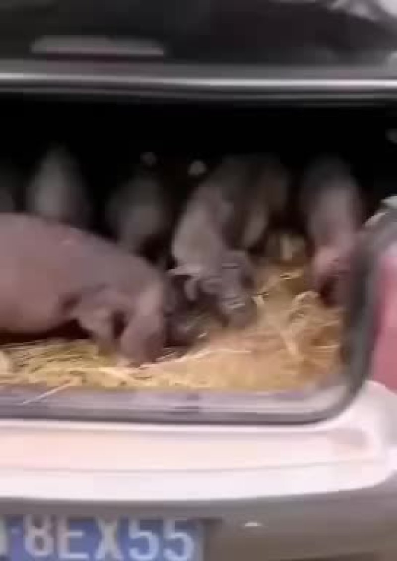 母猪