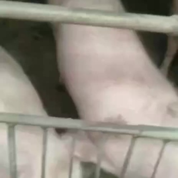活畜