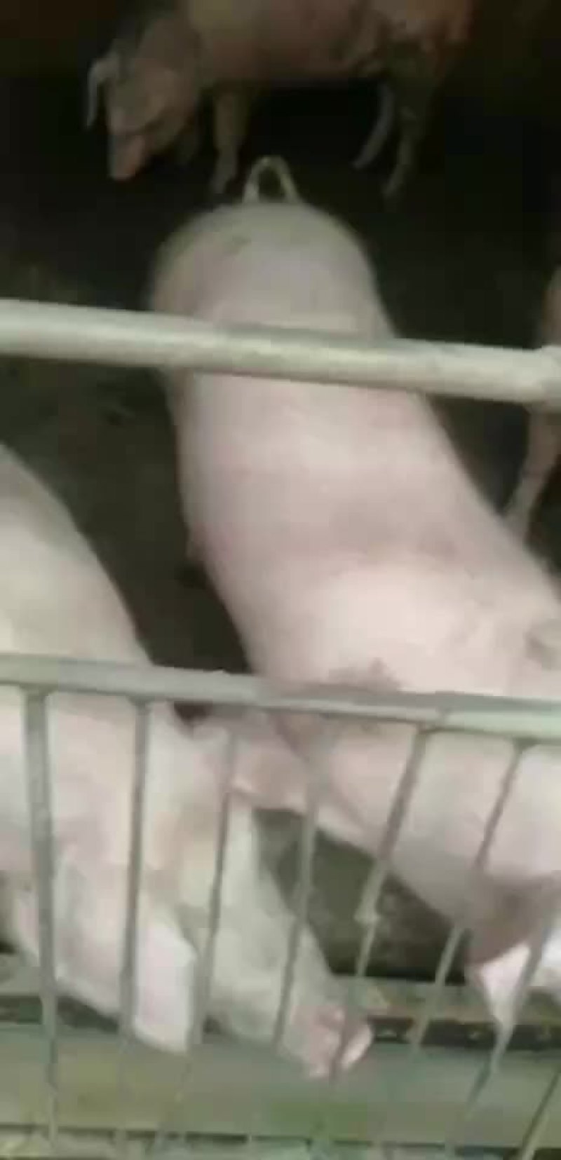 活畜