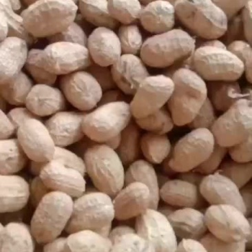罗汉果种子