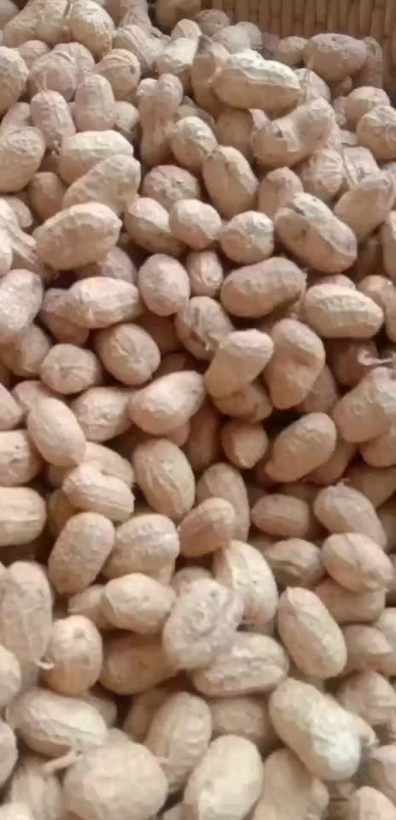 罗汉果种子