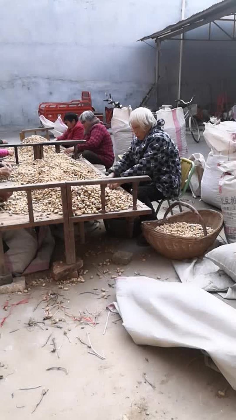 罗汉果种子