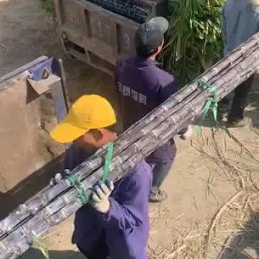 甘蔗