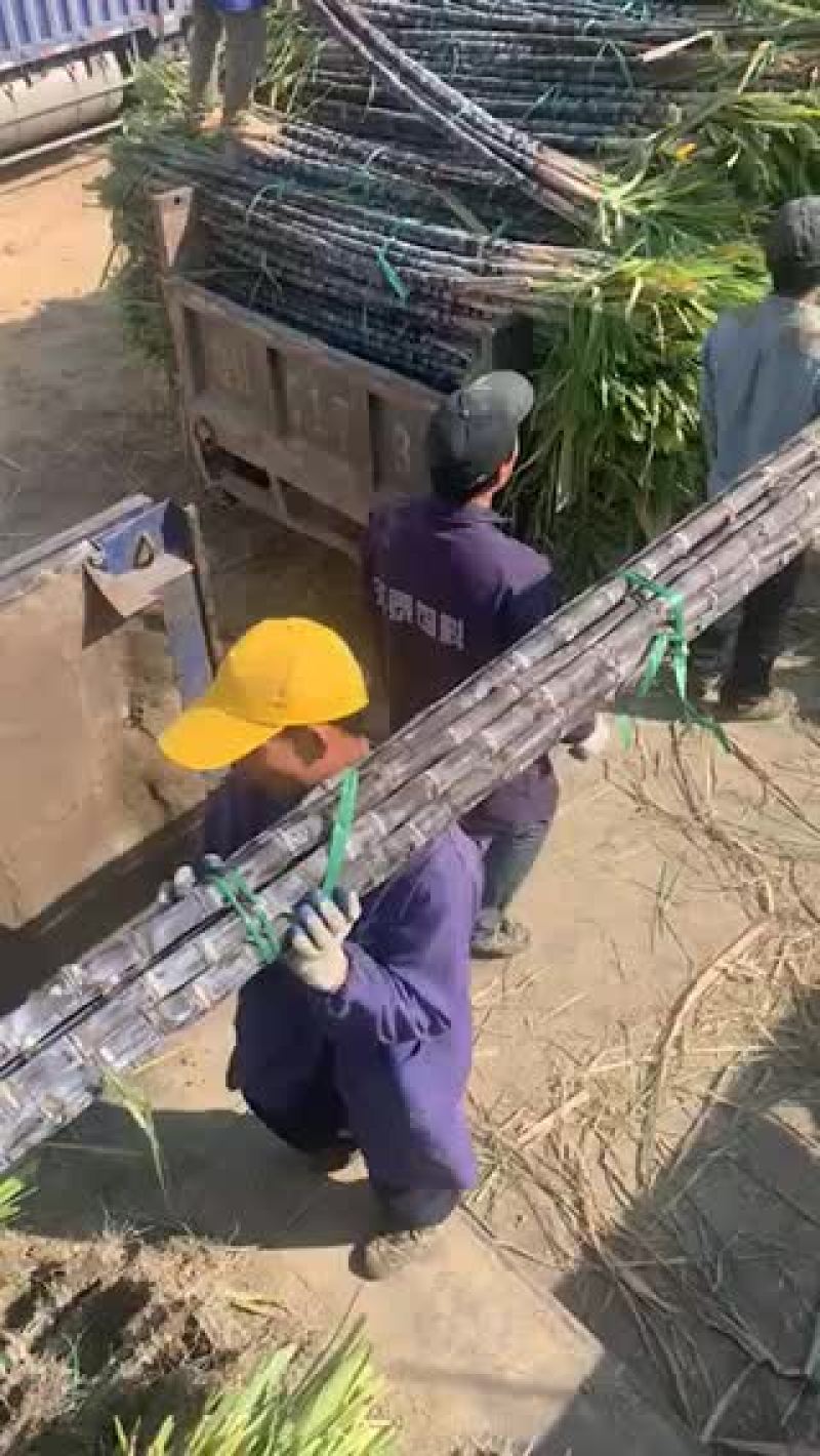 甘蔗