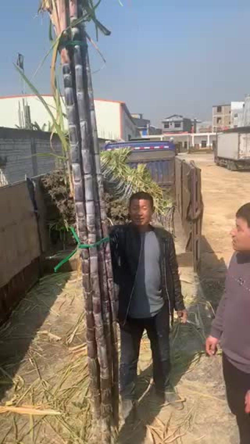 甘蔗