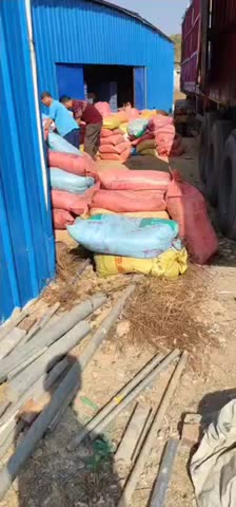白羽王鸽种鸽