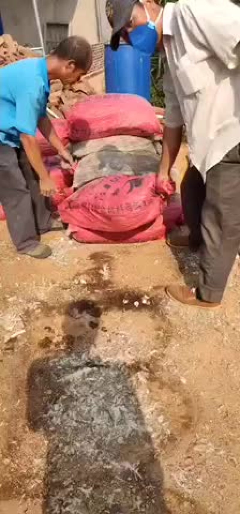 白羽王鸽种鸽