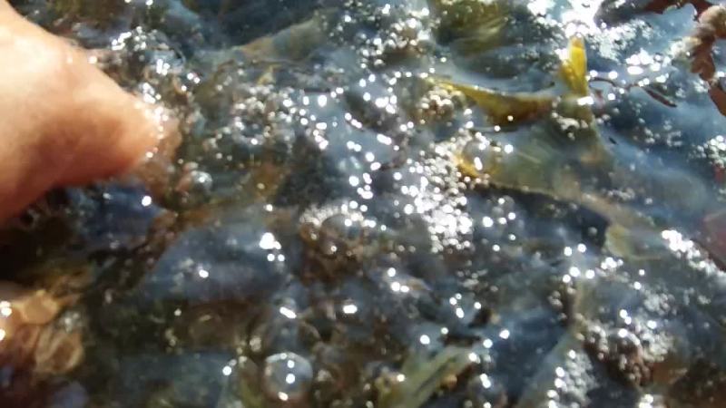 山泉溪水鲜活溪石斑鱼