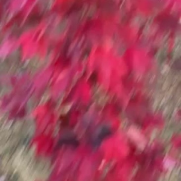 红枫苗