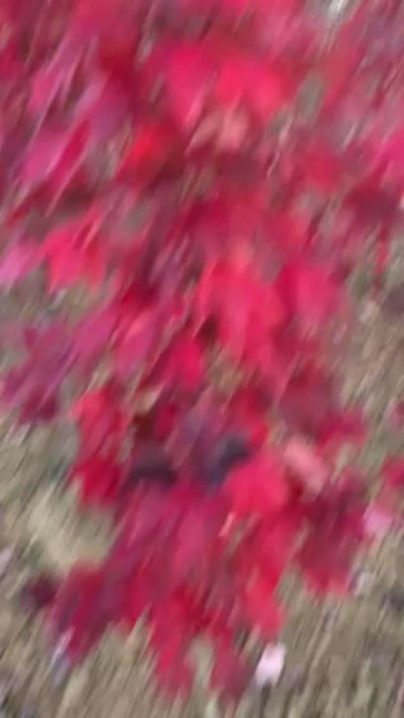 红枫苗