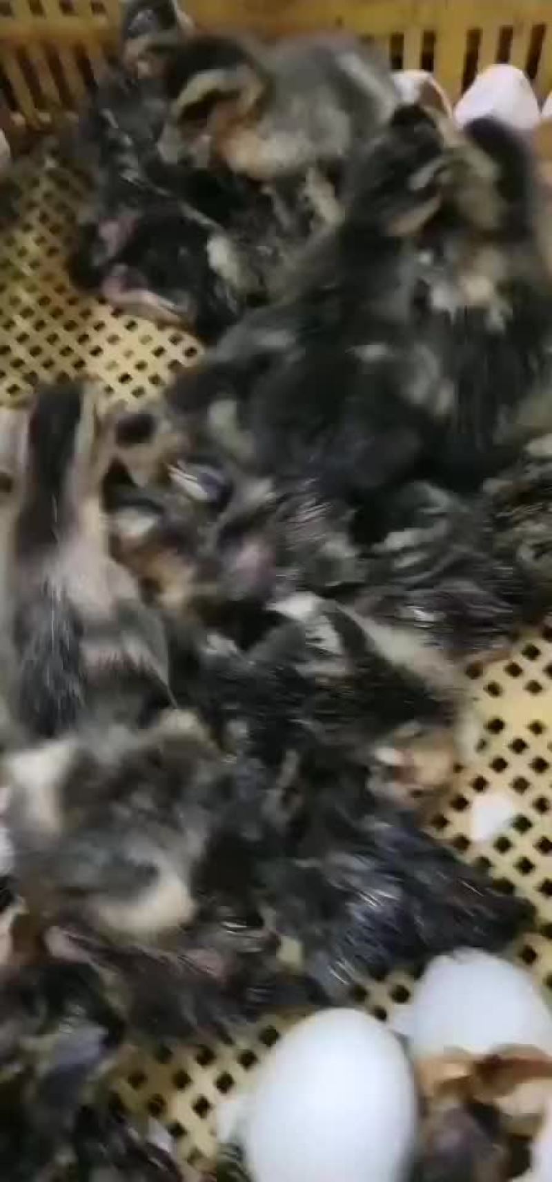 鸭苗大种麻鸭苗，大种麻鸭
