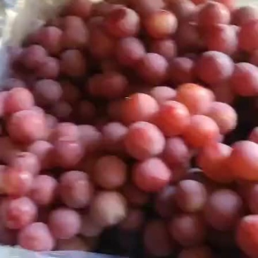 红提
