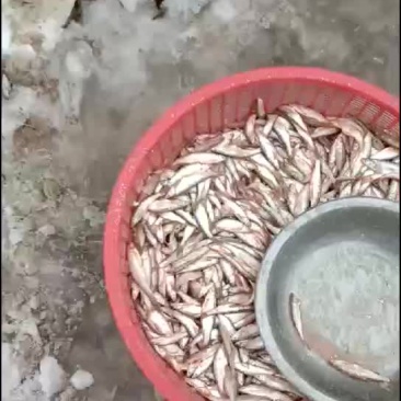 白条鱼