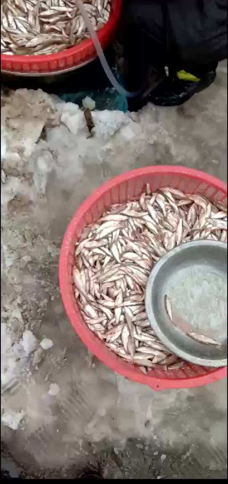 白条鱼