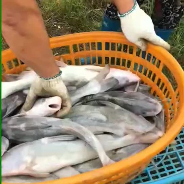 江团鱼