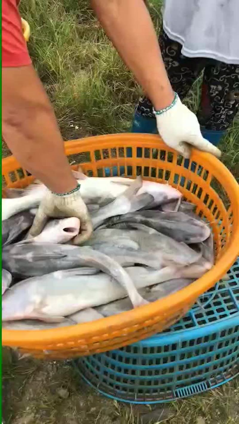 江团鱼