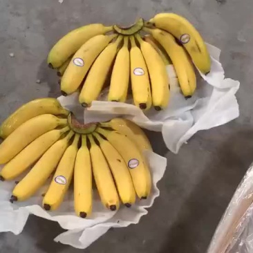 进口蕉水蕉