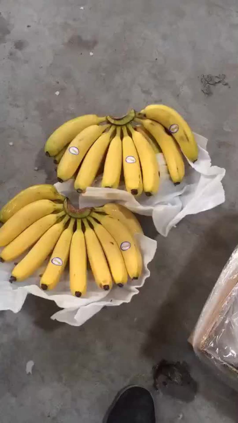 进口蕉水蕉