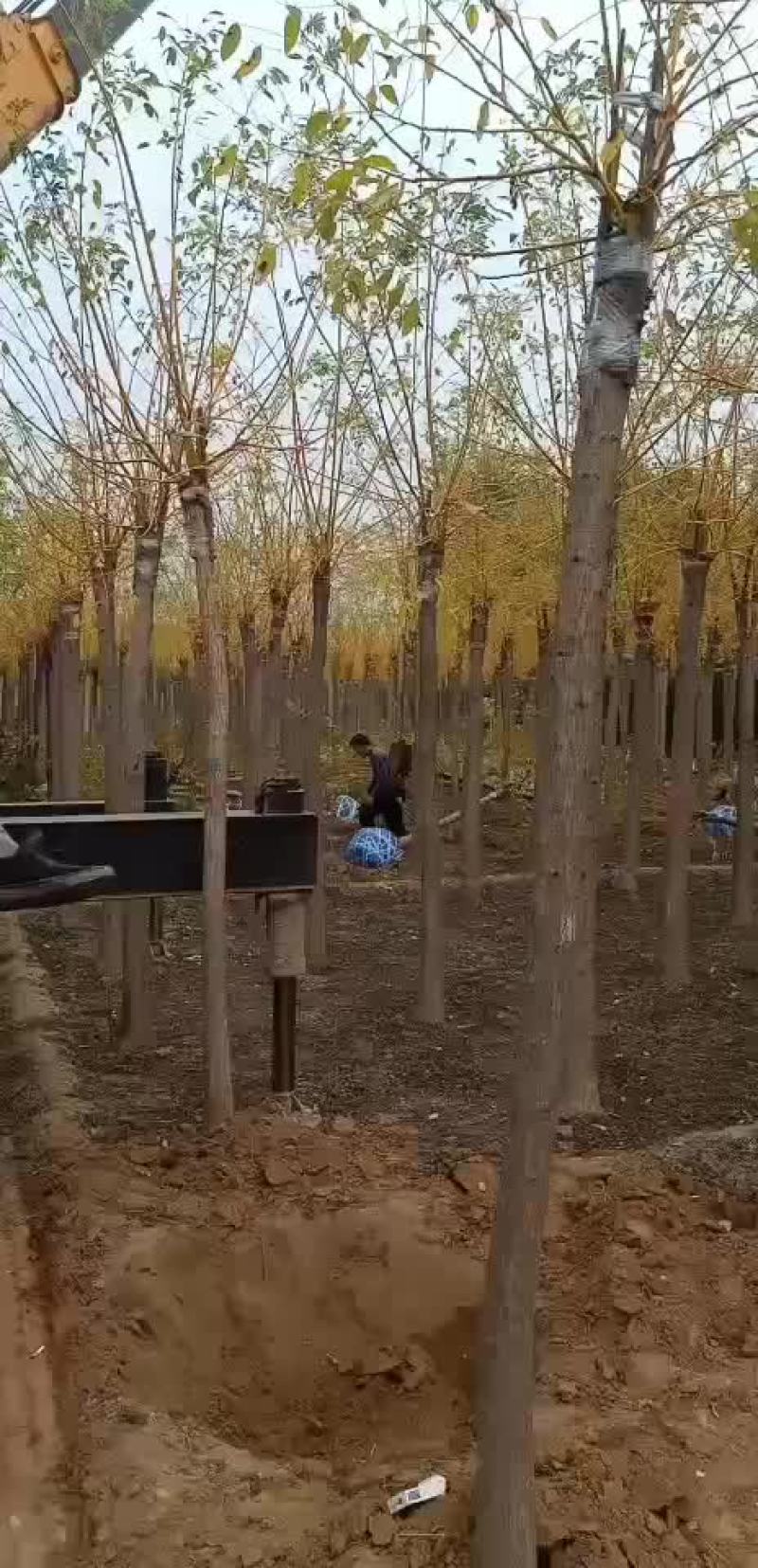 金枝国槐8～12公分各个规格都有现货供应。