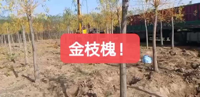 金枝国槐8～12公分各个规格都有现货供应。