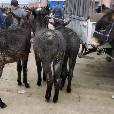毛驴肉驴驴驹骡子马肉马