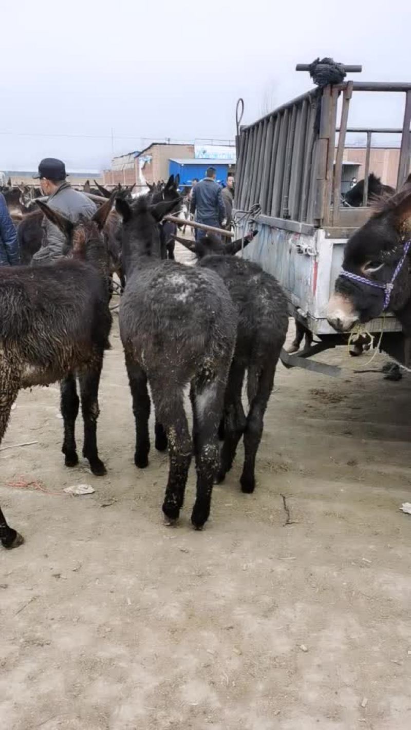 毛驴肉驴驴驹骡子马肉马