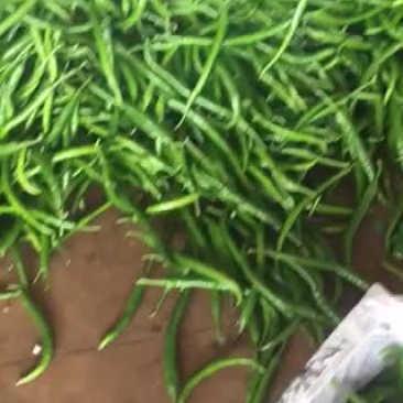 精品线椒
