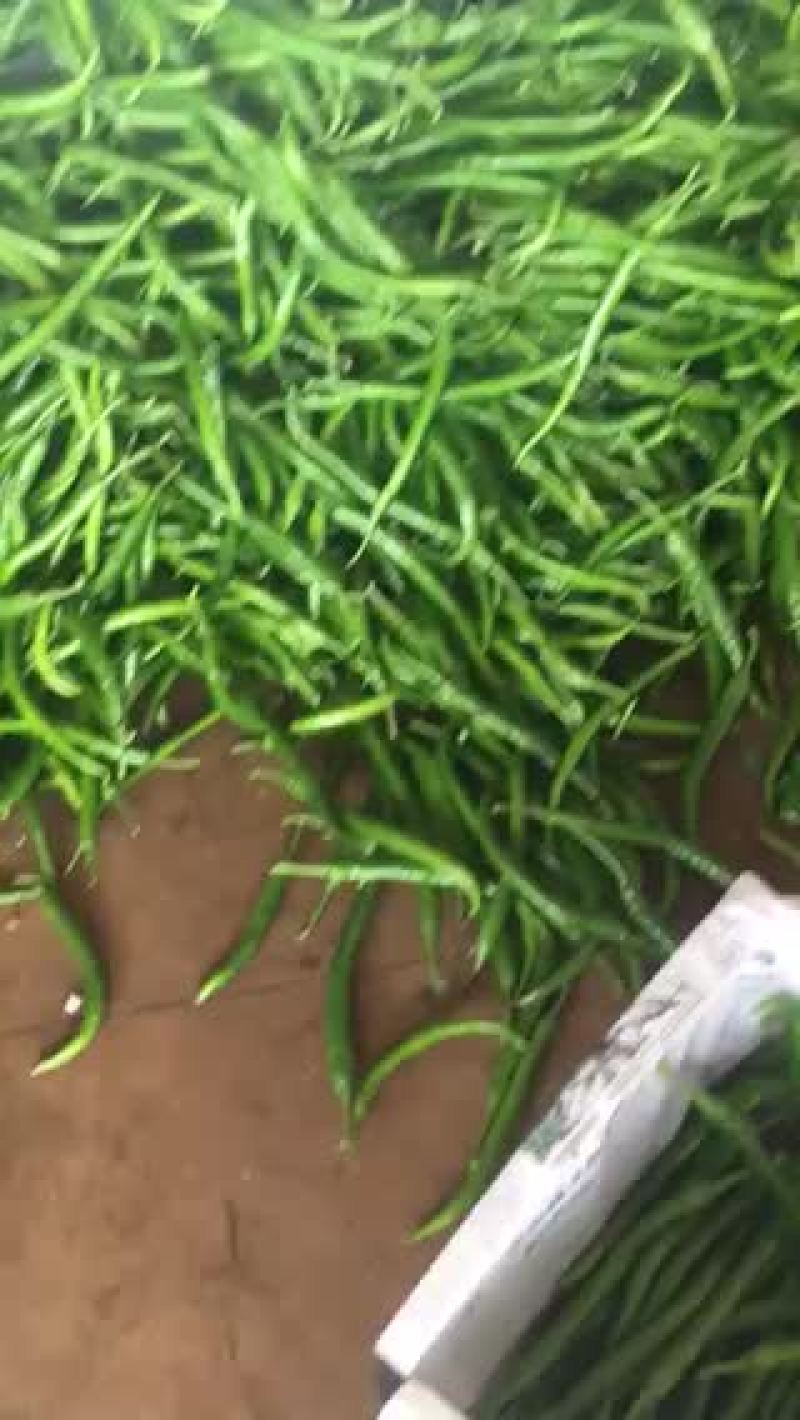 精品线椒