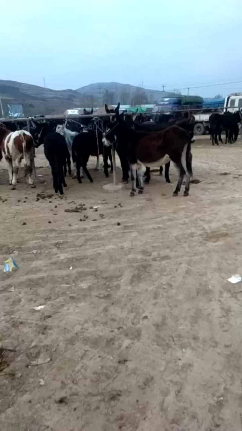 驴