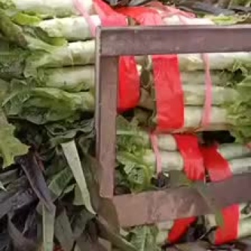 紫叶莴笋，产地直销，保质保量