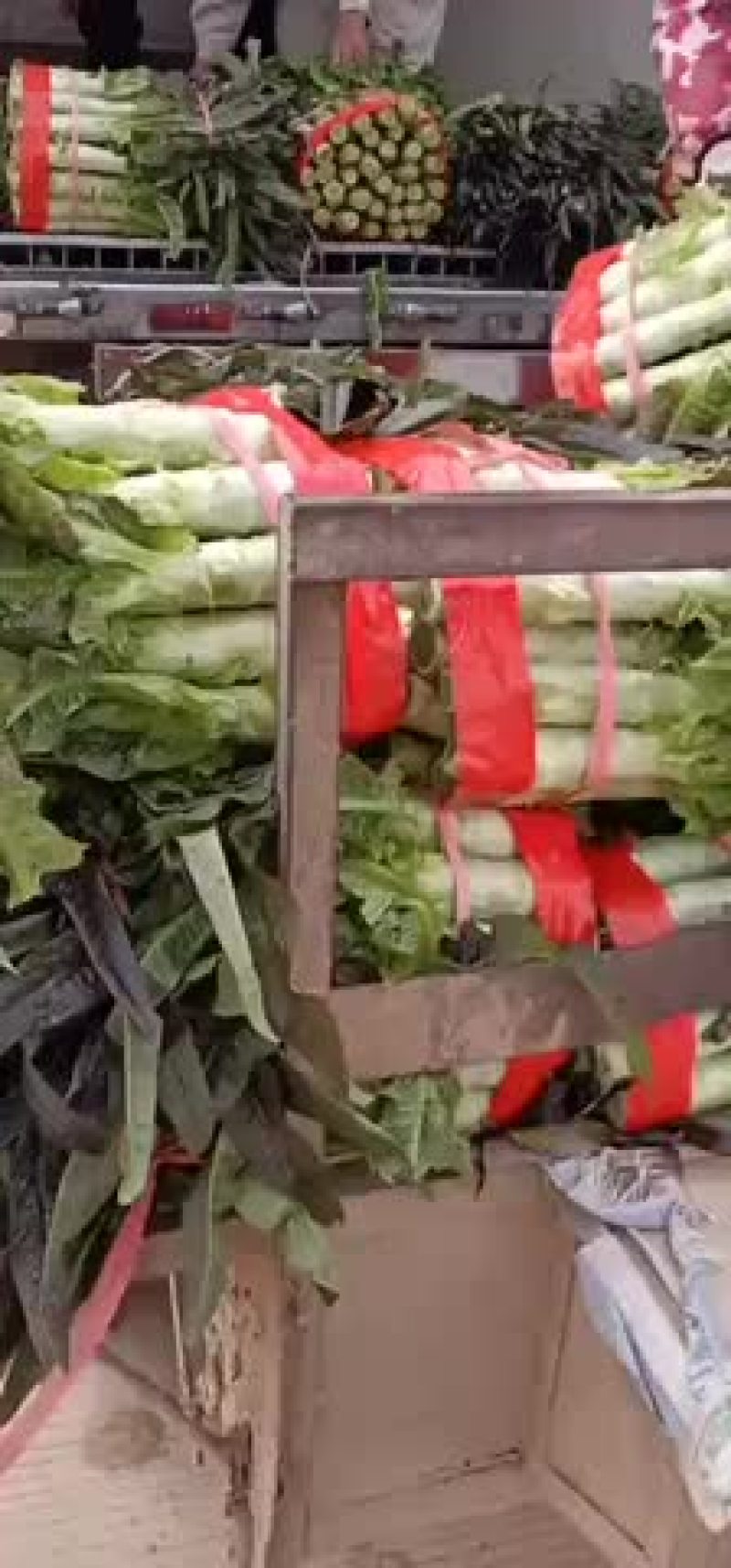 紫叶莴笋，产地直销，保质保量