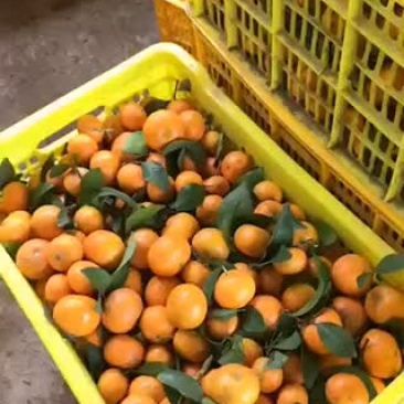 沙糖桔