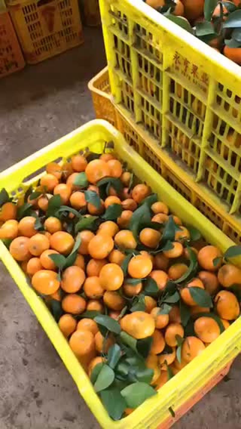 沙糖桔