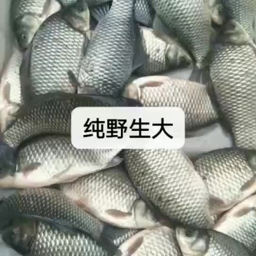 鲫鱼