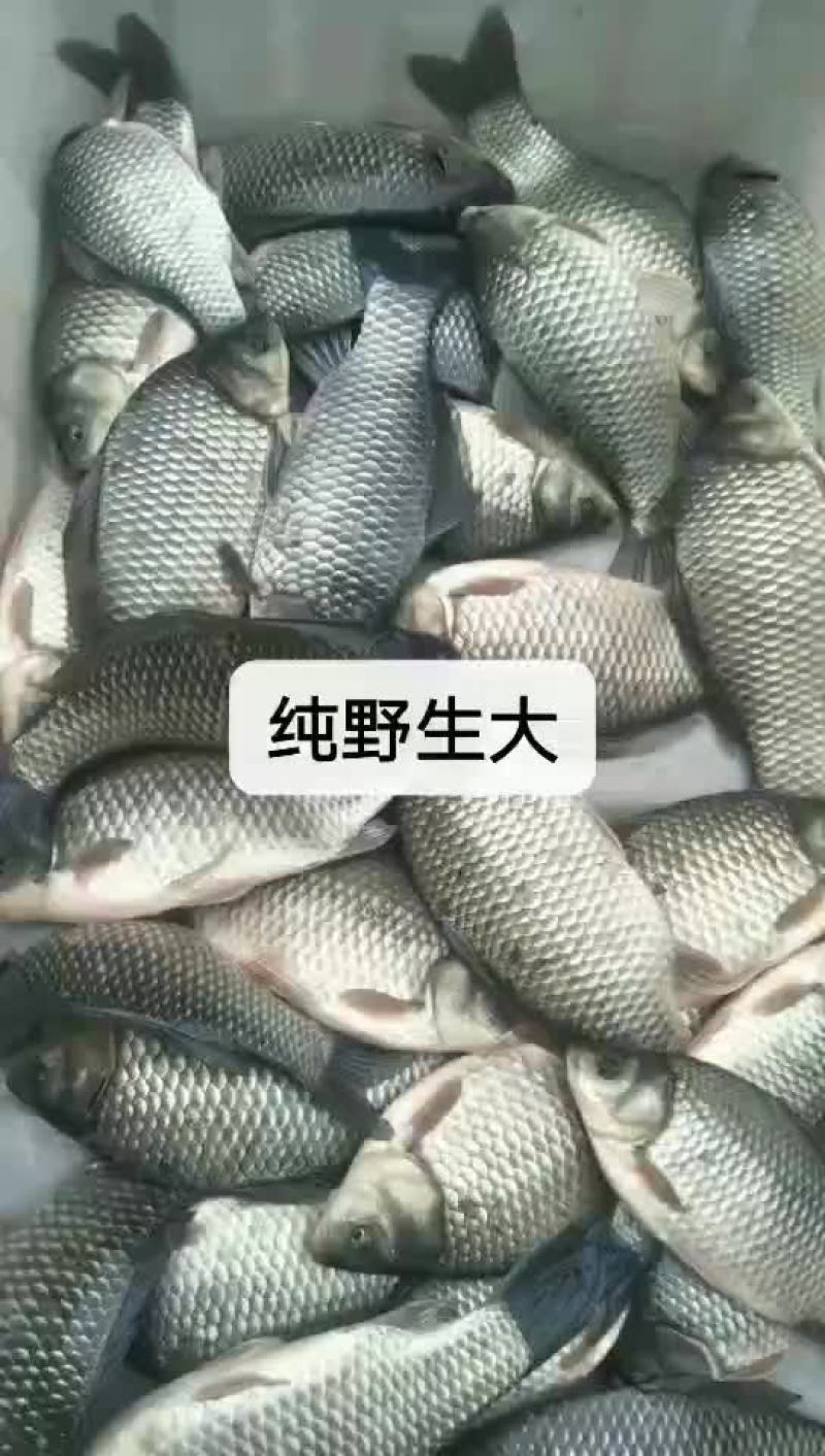 鲫鱼
